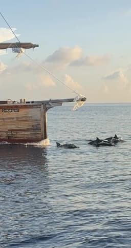 Custom built 183 in Maldives / Malé thumbnail 7